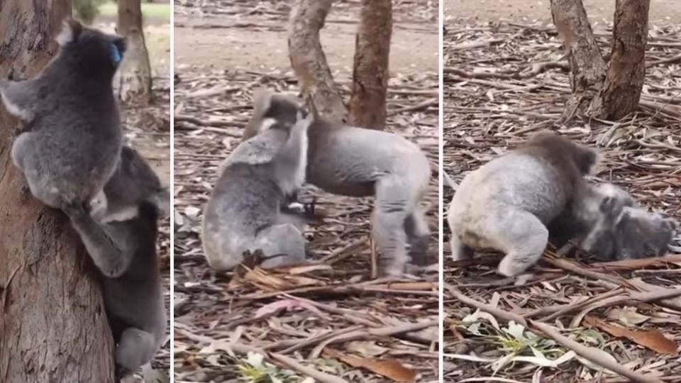 Stills from a shocking video show a male and female koala fighting over a tree on Kangaroo Island in South Australia.