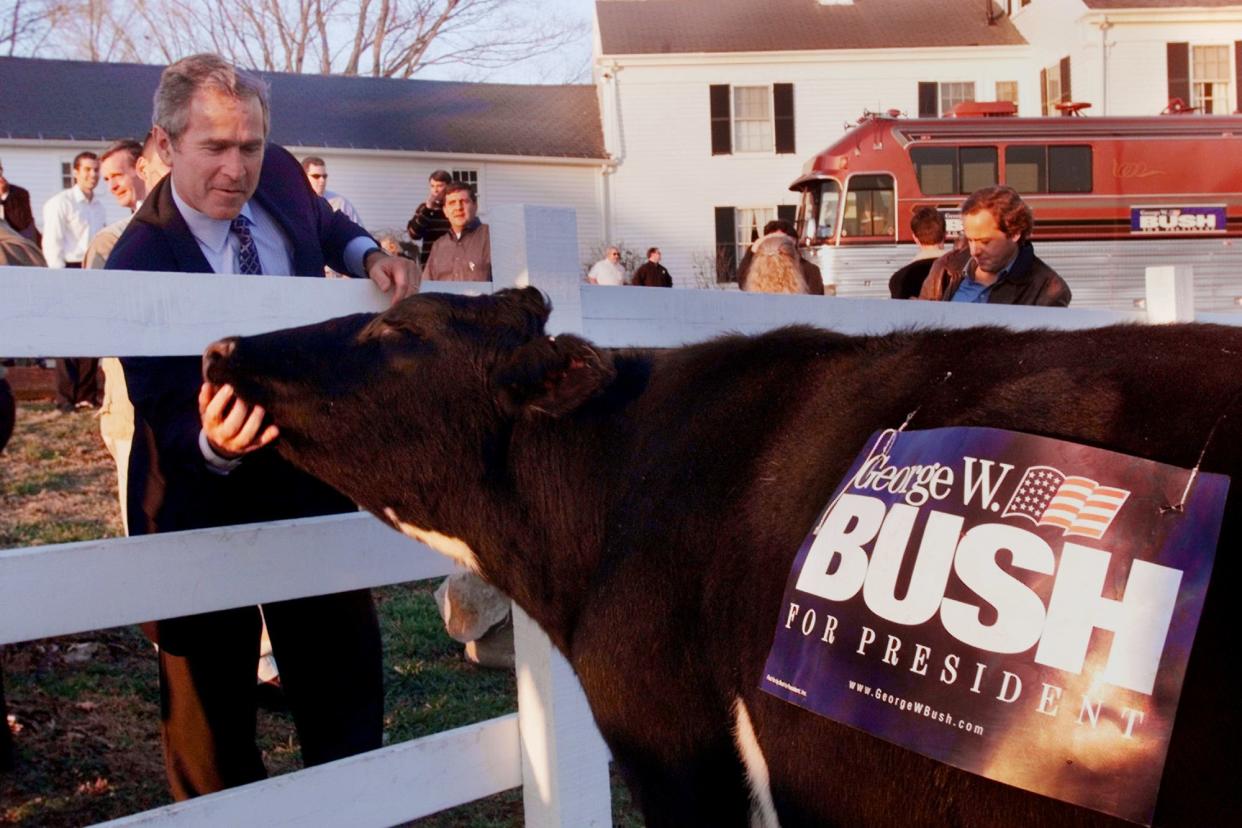 Republican presidential candidate Gov. George W. Bush, R-Texas, reaches out to pet a cow at Doug Scamman's farm Monday, Nov. 22, 1999 in Stratham, N.H. Bush made the stop at the same place his father stopped at during the 1992 campaign.