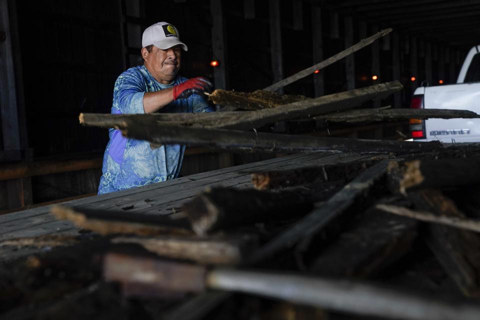 Fernando Osorio Loya, a contract worker from Veracruz, Mexico, tosses rotted wood onto a trailer, Tuesday, March 12, 2024, at a farm in Crofton, Ky. The latest U.S. agricultural census data shows an increase in the proportion of farms utilizing contract labor compared to those hiring labor overall. (AP Photo/Joshua A. Bickel)