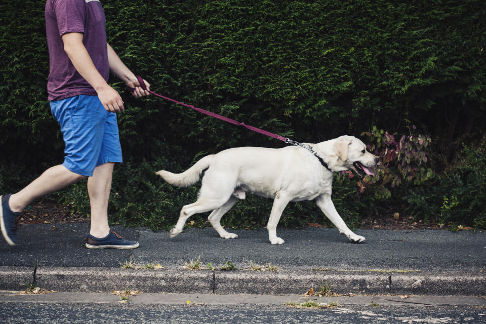 Man walking dog. (Getty Images)
