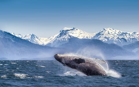 humpback whale - Credit: Getty