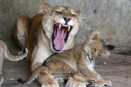 Lions sit inside their cage at a zoo in Yemen's southwestern city of Taiz February 23, 2016. REUTERS/Anees Mahyoub