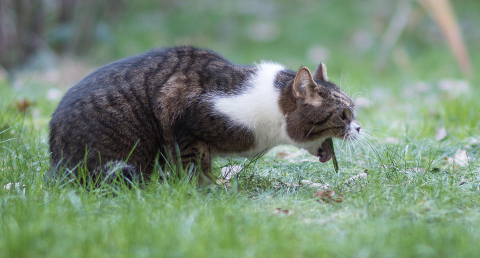 A moggy cat coughing or vomiting in the backyard 