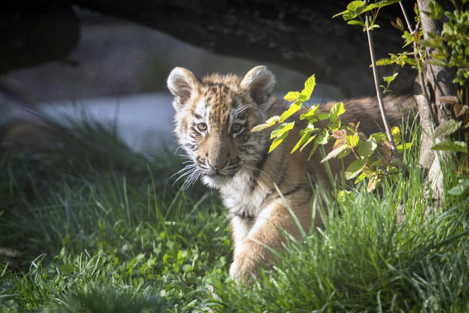 In this photo provided by the Cleveland Metroparks Zoo, a tiger cub roams in an exhibit as 3 cubs made their public debut on Wednesday, April 14, 2021, at the Cleveland Metroparks Zoo. In Cleveland. (Kyle Lanzer/Cleveland Metroparks Zoo via AP)