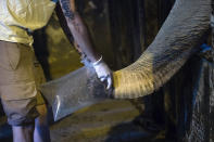 In this Monday Jan.13, 2020 photo, Asian elephant Mara blows water into a bag which veterinarians will inspect to help determine her health status, at the former city zoo now known as Ecopark in Buenos Aires, Argentina. Mara will leave her enclosure and be moved to a special sanctuary in Brazil, but before her trip to the neighboring country expected to take place in March, the 55-year-old is undergoing a training process to prepare her for confinement during the 2,500 kilometers road trip, that will last two or three days. (AP Photo/Daniel Jayo)