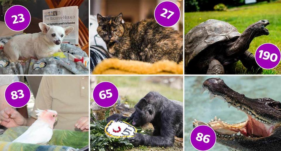 Record-breaking animals, from Jonathan the tortoise (190) to Spike the dog (23).