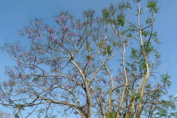 藍花楹樹隨風搖曳相當美麗。（圖片來源／彰化縣政府旅遊資訊網）