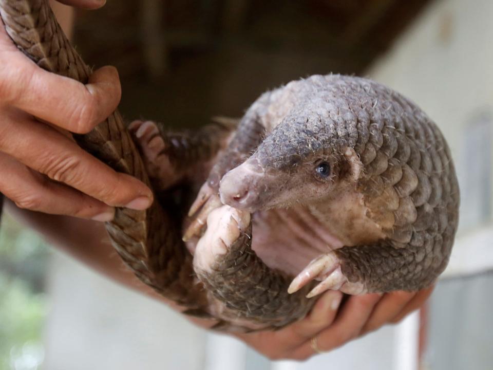 FILE PHOTO: A man holds a pangolin at a wild animal rescue center in Cuc Phuong, outside Hanoi, Vietnam September 12, 2016. REUTERS/Kham/File Photo