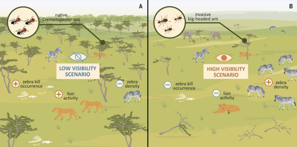 Illustrations show how the lack of trees impacts the lion’s hunting grounds in Ol Pejeta (University of Wyoming)