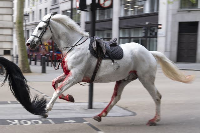 <p>Jordan Pettitt/PA Images via Getty Images</p> A white royal horse running through London