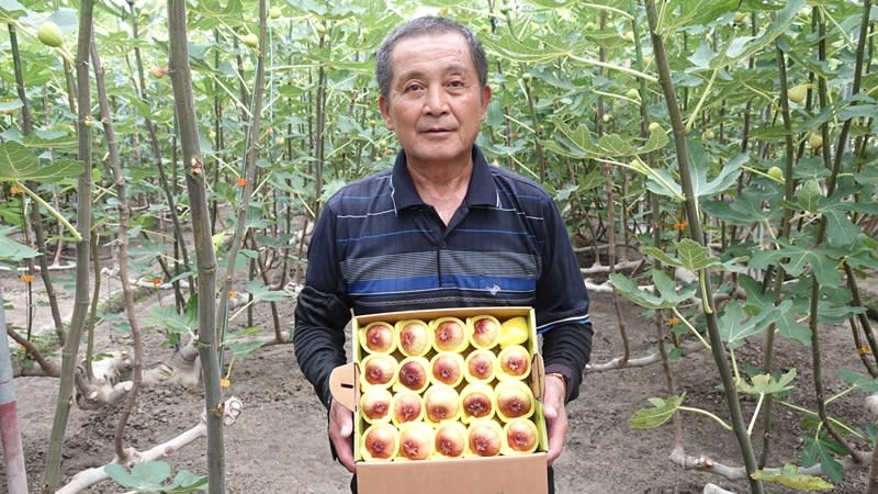 榮鴻無花果農場搶攻消暑商機　鮮果冰棒夏日透心涼