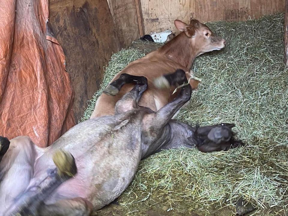 In a photo provided by the Adams County SPCA, deplorable conditions are seen inside a trailer where the SPCA rescued a bull and horse.