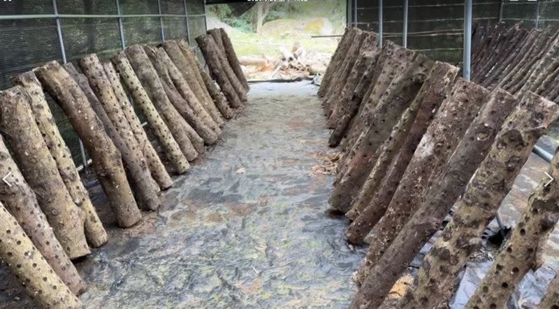 椴木香菇養殖場如今椴木乾枯，長不出菇菌。（圖／翻攝畫面）