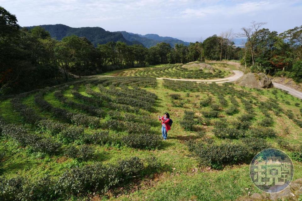 「熊空茶園」裡的同心圓茶園。