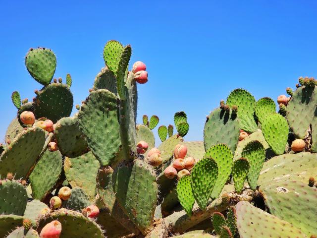 24 Wholesale Cactus Peeler - at 