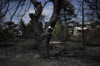 A basketball rim remains on a blackened tree, which had been burned in a mid-August wildfire, in Halandri suburb in northern Athens, Sunday, Aug. 25, 2024. (AP Photo/Thanassis Stavrakis)