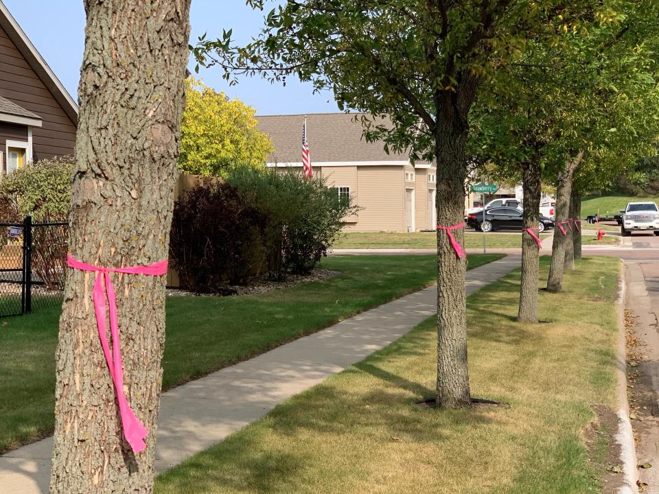 A line of ash trees on Birch Street east of Splitrock Bouelvard in Brandon are tagged with pink ribbons on Wednesday, Sept. 16, 2020.