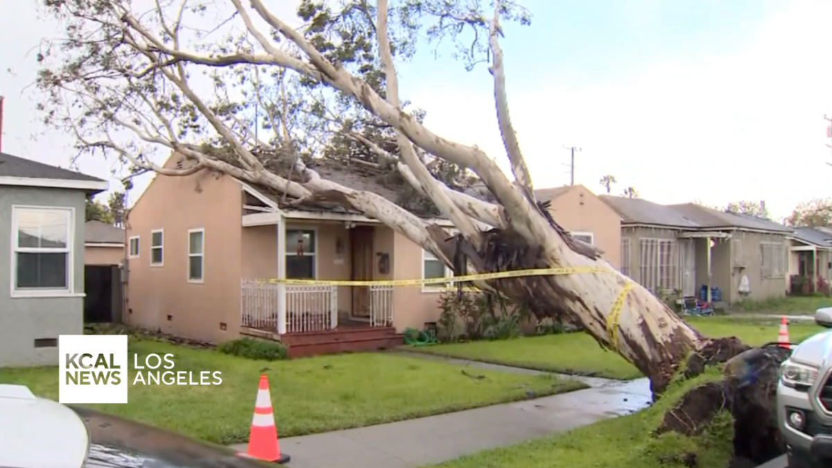 Eucalyptus tree falls onto house in Long Beach