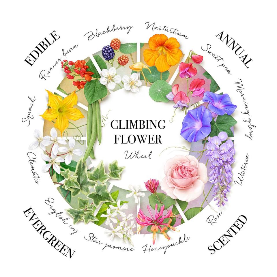 <p><strong>Now pick your favourite plant pairing from the flower wheel to bring your garden arch to life</strong></p><p>(Click to enlarge)</p>