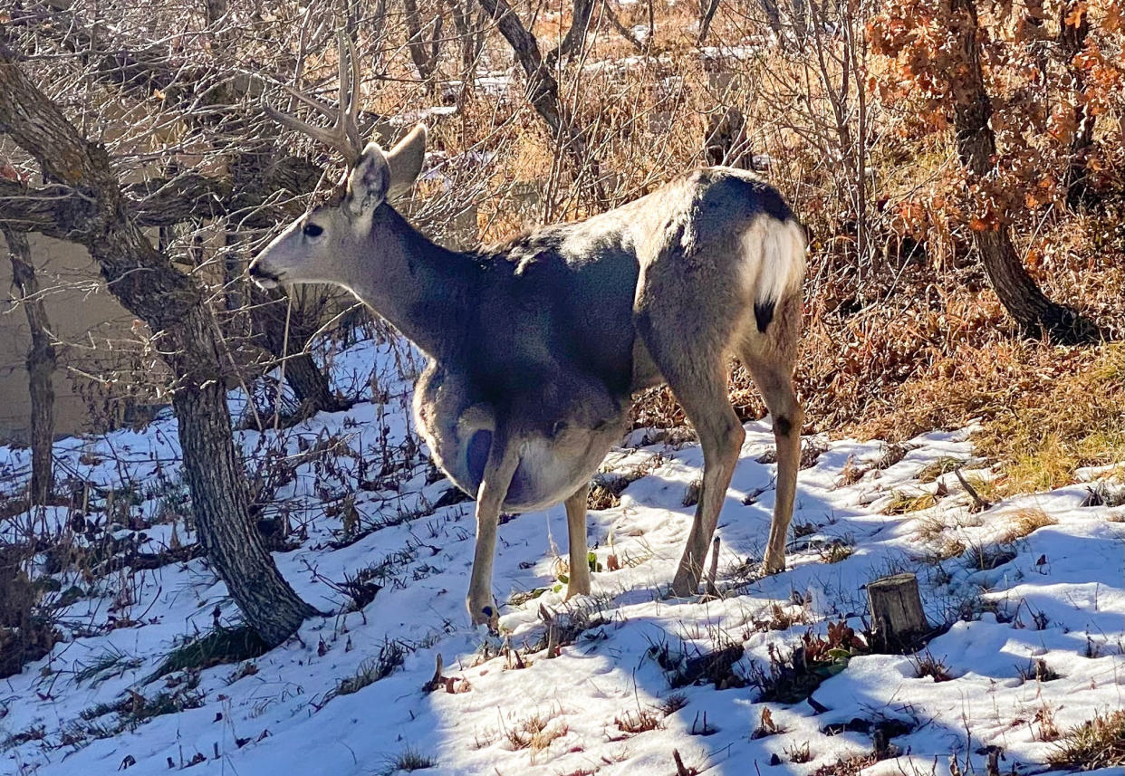 A young mule deer buck with a big seroma cyst on its chest stands in the snow.