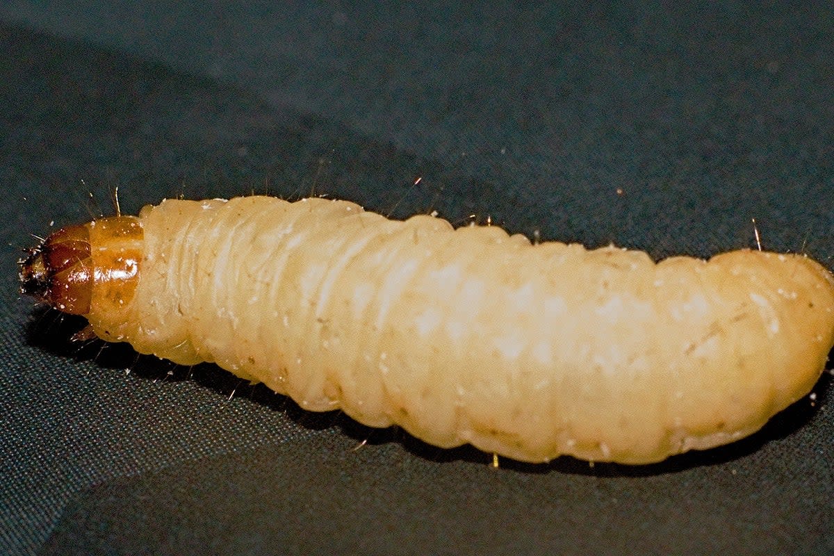 No wax worms will be harmed in the process, say researchers  (Dreamstime)