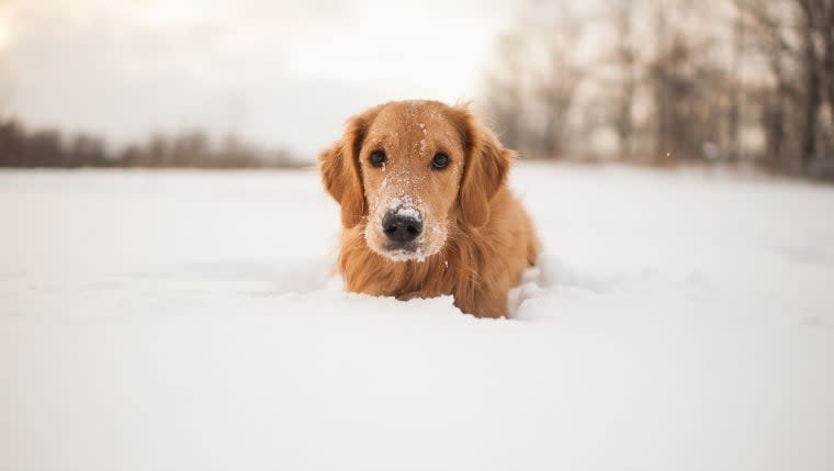 Missing Dog Reunited With Family After 19 Days Away in a Snowstorm