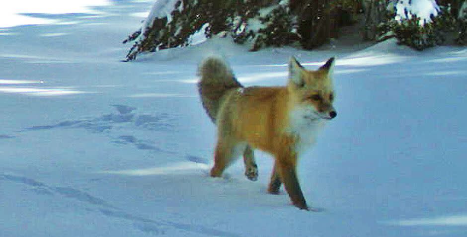 A Sierra Nevada red fox walks by a wildlife camera in Yosemite National Park in 2014. (Photo: ASSOCIATED PRESS)