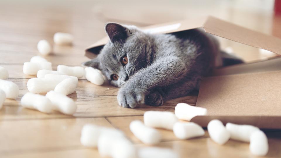 Kitten playing with Styrofoam