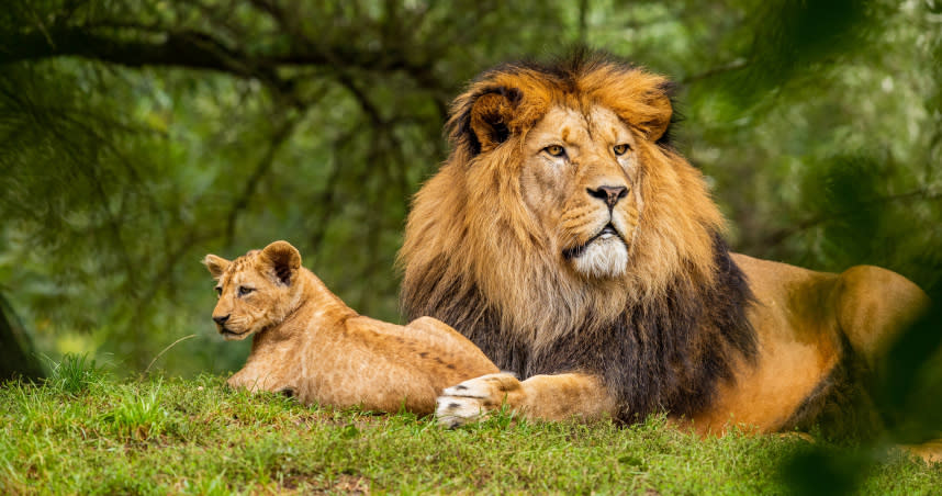 於莫三比克燒殺擄掠的IS武裝份子遭到野生動物襲擊。（示意圖／Unsplash）