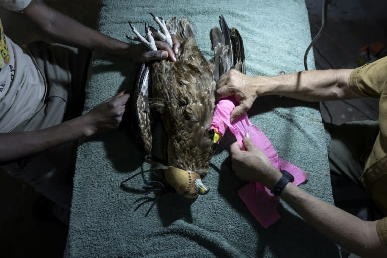 Le vétérinaire Simon Thomsett (d), directeur du sanctuaire de Soysambu, retire le bandage de l'aile blessée d'un aigle bateleur, le 18 avril 2024 à Nakuru, au Kenya (Tony KARUMBA)