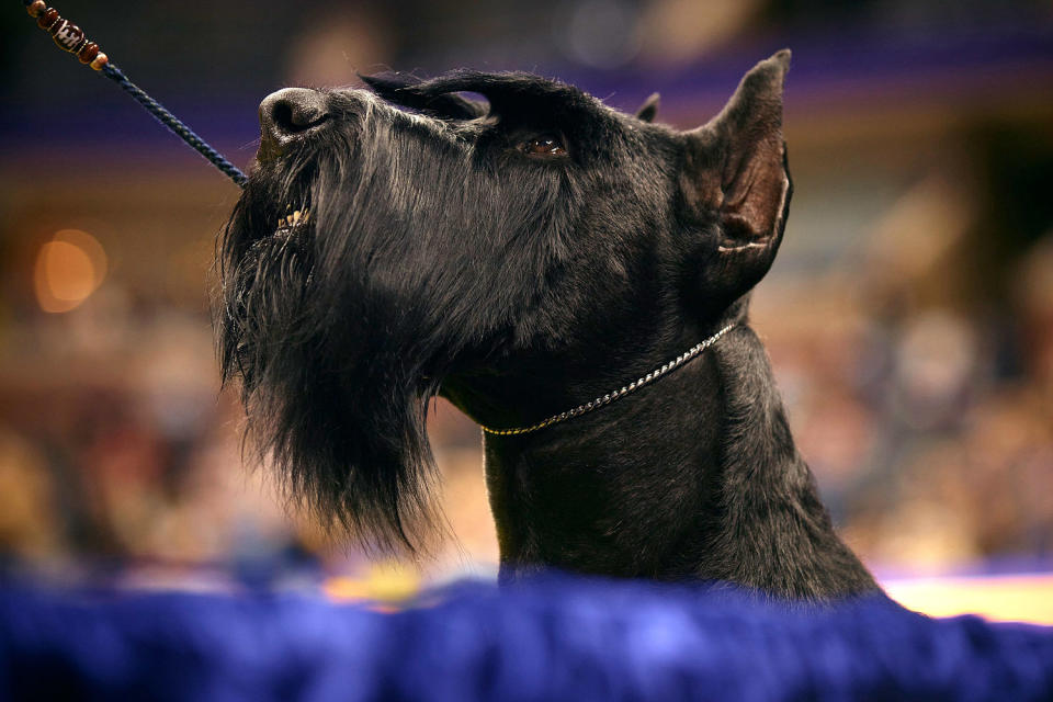 Image: Westminster Kennel Club Crowns Best In Show At Annual Dog Show working group winner Giant Schnauzer dog (Andres Kudacki / Getty Images)