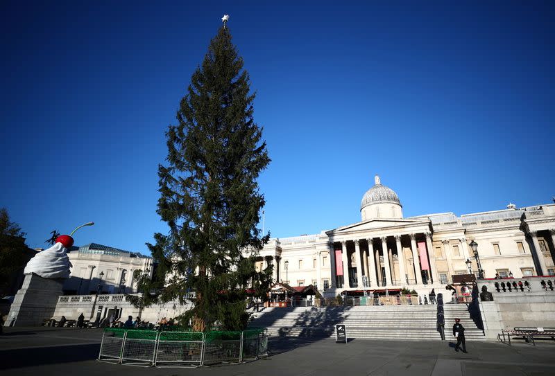 A view of the Trafalgar Square Christmas tree in London