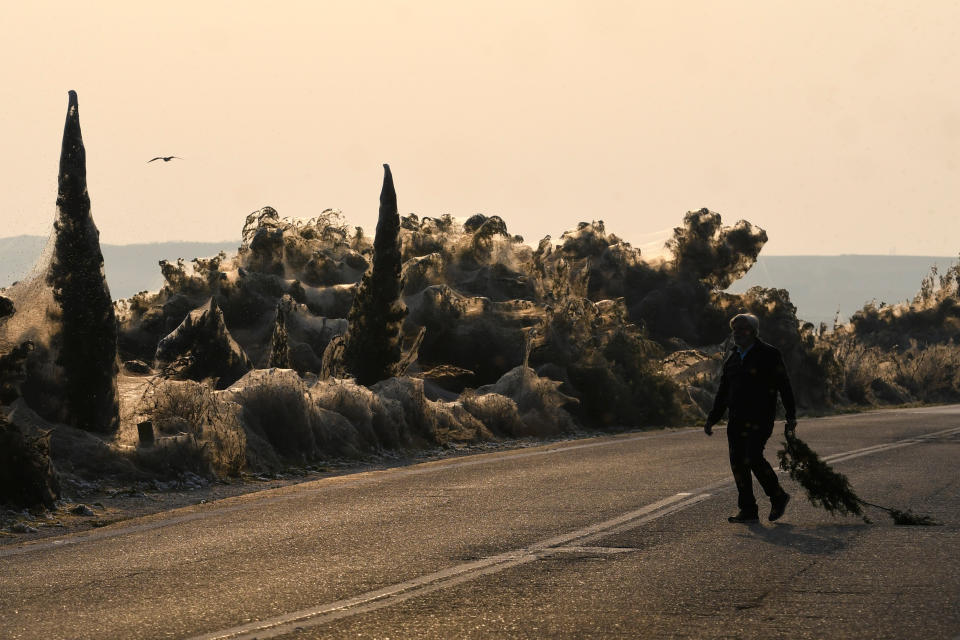 A person walks amid the massive spider webs. (Photo: Alexandros Avramidis / Reuters)