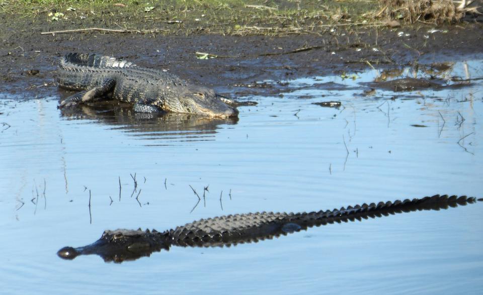 Alligators sunbathe on the banks of the Myakka River when water levels are low.