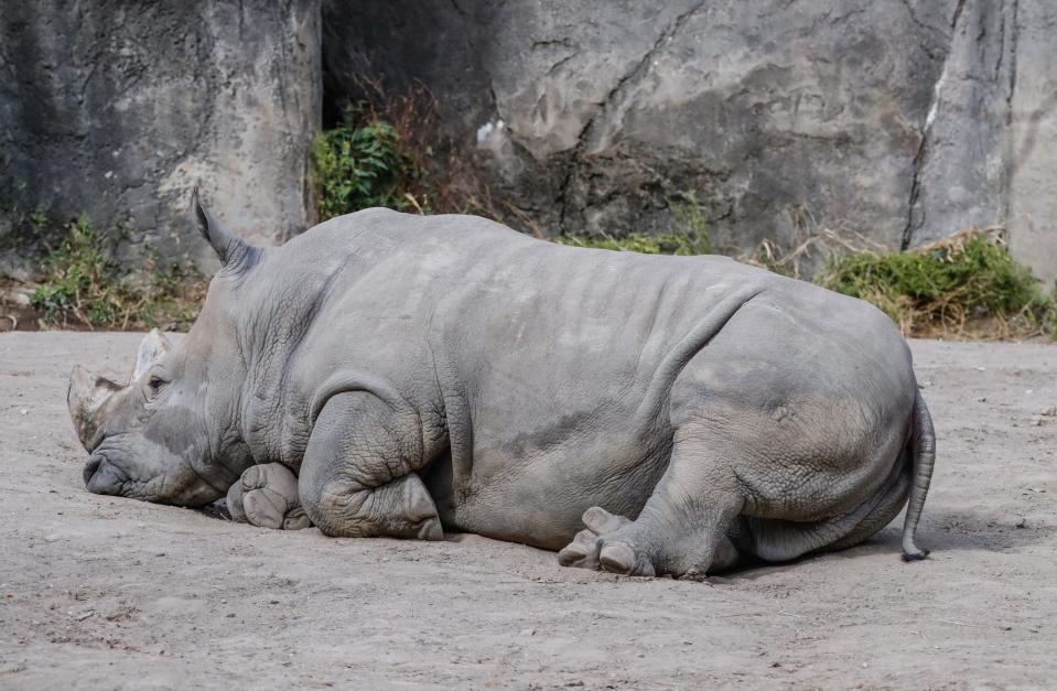 A rhino relaxes during Zoo Boo at the Indianapolis Zoo on Saturday, Oct. 19, 2019.