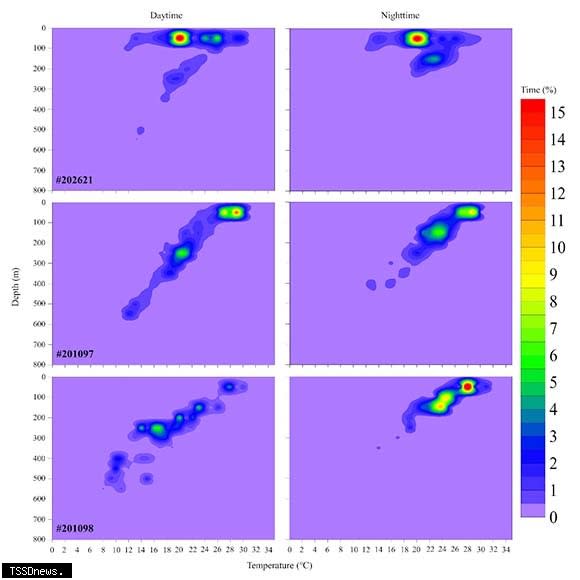 標識3尾太平洋黑鮪(#202621、#201097及#201098)白天與夜間棲息熱點之深度與溫度。（水試所提供）