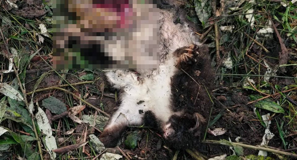 An endangered greater glider was found dead next to a tree in the Yarra Ranges National Park on Wednesday. Source: Forest Conservation Victoria