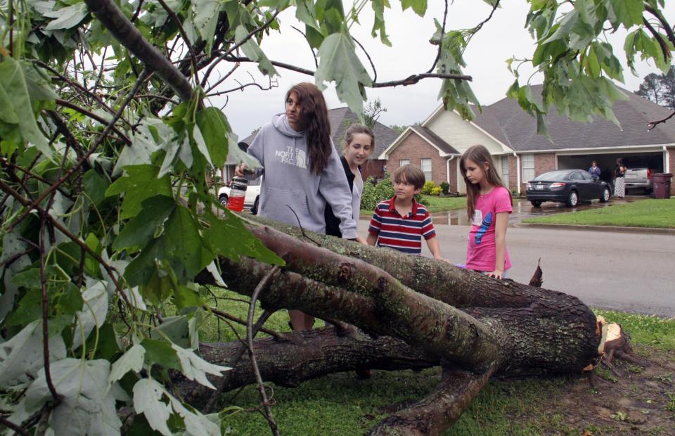 Deanna Locke, de 17 años, y sus hermanos (de izquierda a derecha) Charlotte, de 13, Drew, de 9 y Trinity, de 11, observan un arbol derribado frente a su casa en Tupelo, Mississippi, tras el paso de lo que se piensa fue un tornado el lunes 28 de abril de 2014. (Foto AP/Jim Lytle)