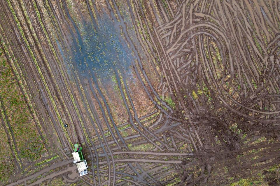 Brussels sprouts are harvested in a flooded field at TH Clements and Son Ltd near Boston, Lincolnshire (Joe Gidden/PA Wireshould read: Joe Gidden/PA Wire)