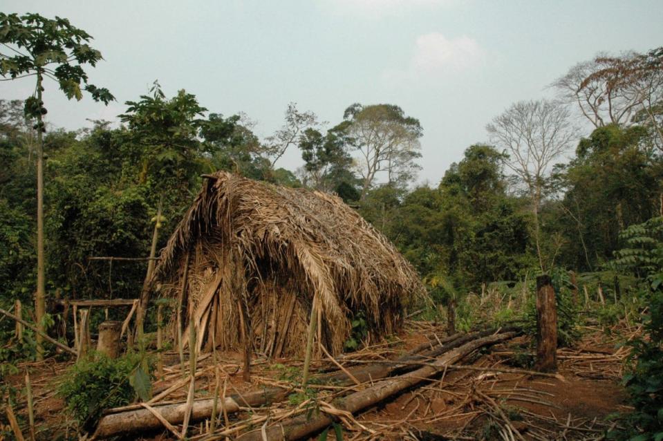 Thatched hut on Tanaru territory thought to have been built by ‘Man of the Hole’ (J Pessoa/Survival International)