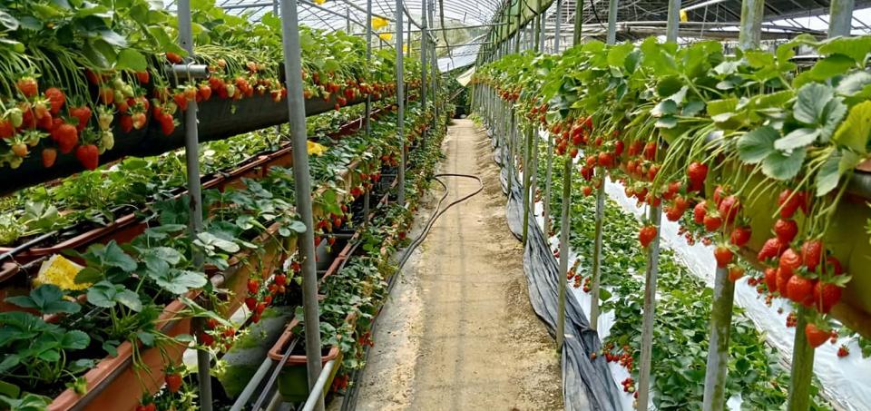 東林草莓園採安全無毒的有機農作。