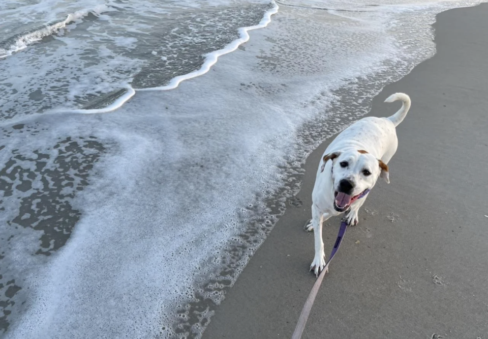 White dog with a leash on a shoreline with approaching waves. The dog appears happy