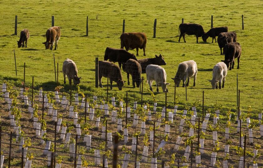 RUSSIAN RIVER VALLEY, SONOMA COUNTY, CA - 2010: A heard of Holstein dairy cows are seen grazing next to a vineyard in this 2009 Sebastopol, Russian River Valley, Sonoma County, California, early winter landscape photo. (Photo by George Rose/Getty Images)