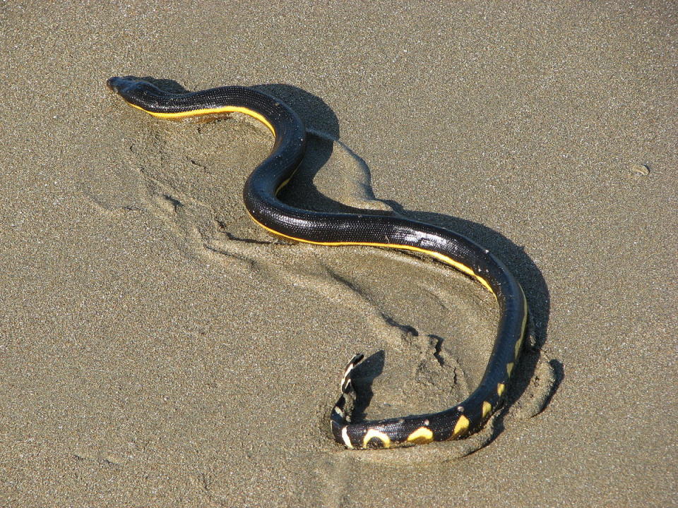 Da war dem mutigen Taucher klar: "Der Fisch würde sterben, hundertprozentig." Immerhin handelt es sich bei seinem Angreifer um eine Seeschlange der Gattung Hydrophis Elegans, wie Rick Trippe vermutet. (Bild-Copyright: CC/Wikimedia/Aloiza)