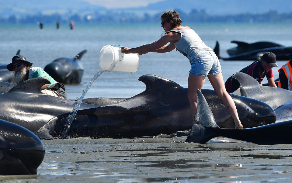 New Zealand whale stranding