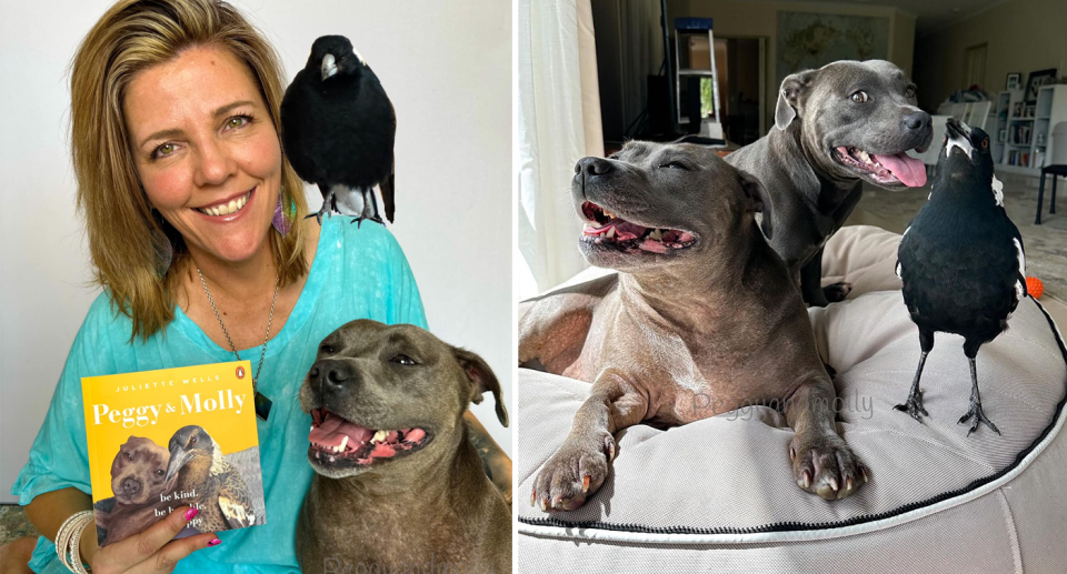 Left: Juliette Wells, creator of Peggy and Molly, holding her book. Right - Molly the magpie and the two dogs, Peggy and Ruby, interacting.