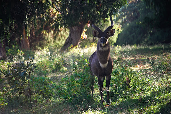 Parque Nacional de las Montañas Bale, Etiopía