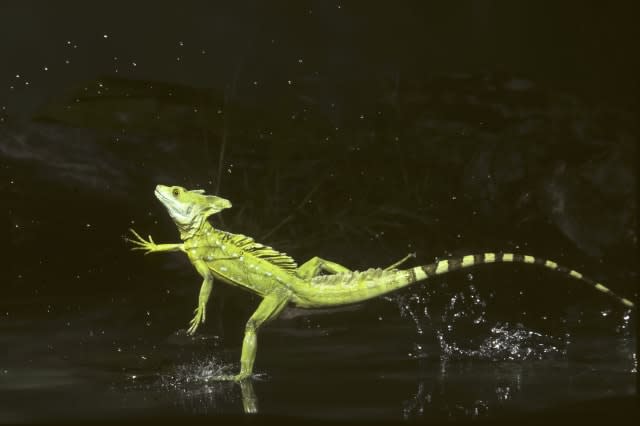 Green Basilisk (Basiliscus plumifrons) running on water, Costa Rica.