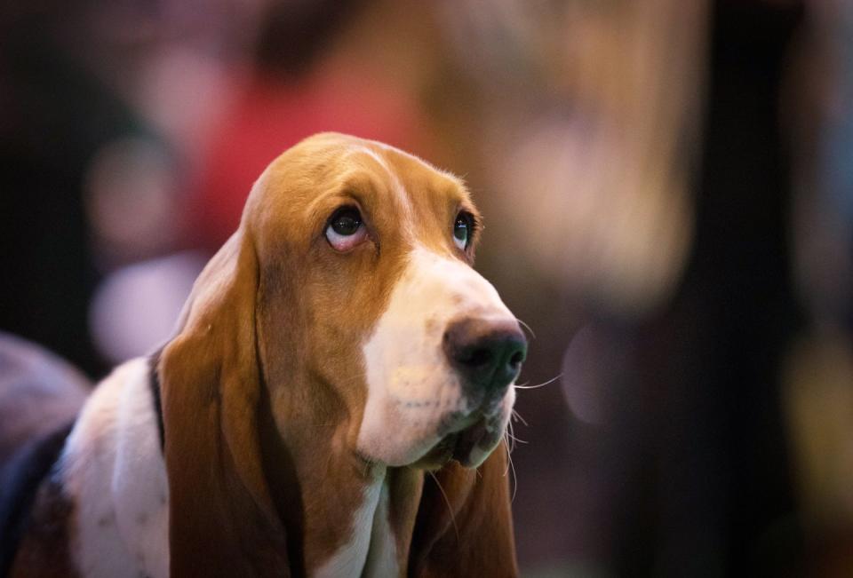 Basset Hound