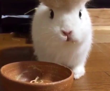 This bunny has Donald Trump hair and it is EVERYTHING
